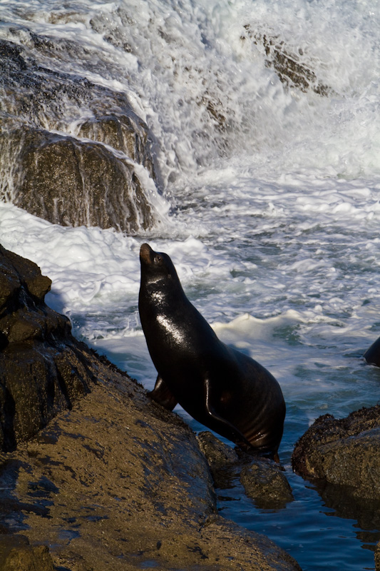 California Sea Lion